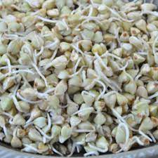 sprouted raw buckwheat porridge