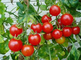 「プチトマト」の画像検索結果