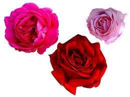 pink rose png free isolated objects