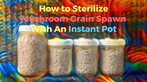how to sterilize mushroom grain s