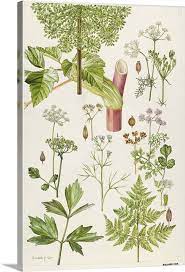 Garden Angelica And Other Plants Large Solid Faced Canvas Wall Art Print Great Big Canvas