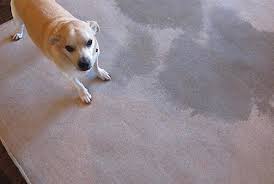 10 tips for removing pet stains