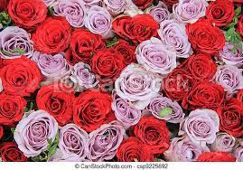 O resultado pode ser inovador, inusitado.e lindo! Rosas Grupo Vermelho Lilas Perfeitos Lilas Roxo Grupo Rosas Fundo Vermelho Canstock