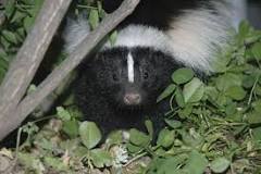 What scent will keep skunks away?