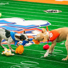 puppy bowl behind the scenes at the