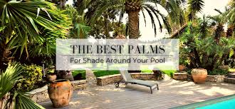 The Best Palms For Shade Around Your Pool
