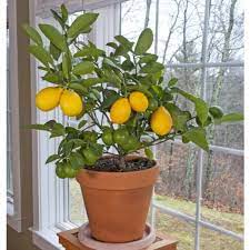 Meyer Lemon Citrus Limon Meyer