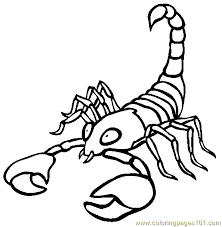 More 100 coloring pages from animal coloring pages category. Scorpio Coloring Page For Kids Free Scorpion Printable Coloring Pages Online For Kids Coloringpages101 Com Coloring Pages For Kids