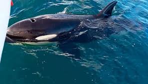 Killer whales cause severe damage to boat in attack in Spain