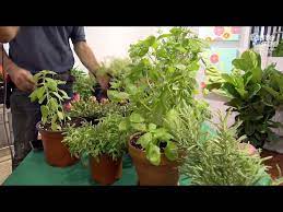 How To Grow Herbs In South Florida
