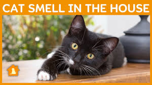 get rid of cat smell in the house