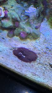 mini carpet anemone reef central