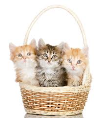 Size smallest small medium large largest coat hairless short hair medium hair long hair characteristics hypoallergenic cutest fluffy best house rare. Three Small Kittens In Basket Stock Photos Freeimages Com