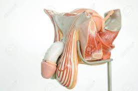 ペニスの解剖学の写真素材・画像素材 Image 17765426