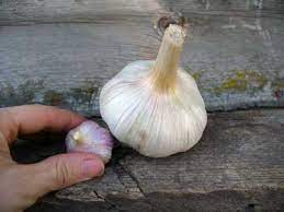Grow Big Garlic Bulbs By Grey Duck Garlic