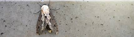 clothes moths dial environmental