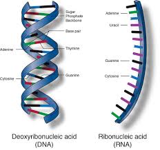 nucleic acids flashcards