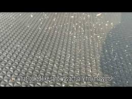 maggots in a car floor mat and carpet