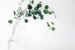 Can you hang eucalyptus in your room?