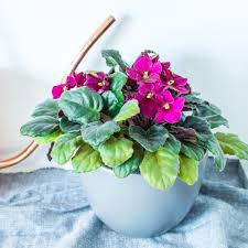 African violets or saintpaulia are flowers native to tanzania. African Violets Care How To Grow Maintain African Violet Plants Apartment Therapy