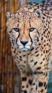 cheetah wallpapers for