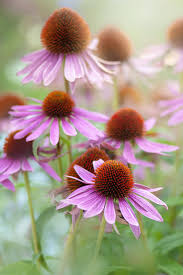 Chose several colors of flowers. 20 Flowering Plants That Attract Bees Pollinator Friendly Plants