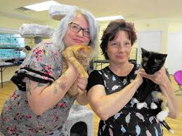 Don't live in the area? Lost And Found Cat Shelter Opens In Thompson Hartford Courant