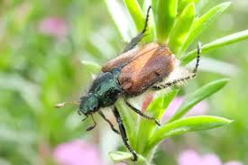 Im tessin wurden erstmals japankäfer (popillia japonica) in freier natur nachgewiesen. Japankafer Hashtag On Twitter