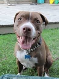 Remember that even within the same breed, there will be dogs that grow at a slower or faster pace than others. American Pit Bull Terrier Breed Information History Health Pictures And More
