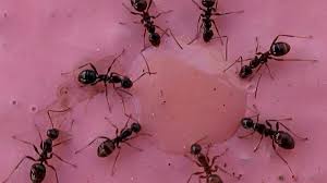 Befallene lebensmittel sollten daher auf jeden fall. Ameisen Im Haus Unwillkommene Gaste Tageswoche