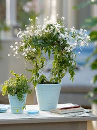 jasminum polyanthum indoor jasmine