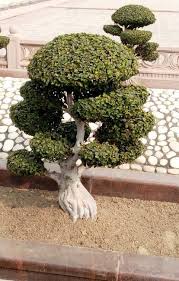 Bonsai Plants Benefits Care And