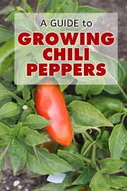 A Guide To Growing Chili Peppers Chili Pepper Madness