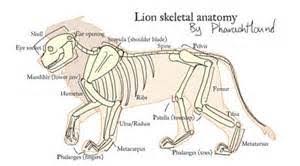 The silence of snow eileen merriman us$ 35.99. Animal Anatomy And Biology Agilityzoo S King Lion