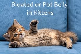 Any time there's an unexplained discharge, you need to get the cat to the vet. Bloated Or Pot Belly In Kittens Cat World