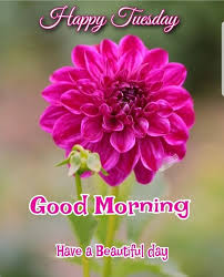 Good Morning 🌅🌄 Happy Tuesday 💐🌼 Daily Wishes 🏵️🌷