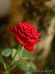 Red Rose Hd Images And Wallpapers