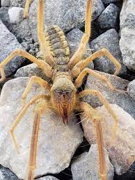 It depends because there are certain species of camel that grow to certain sizes. This Is A Camel Spider They Can Grow Up To 6 Nopes Long Natureisfuckinglit