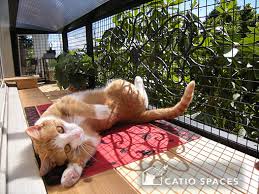 Get it as soon as tomorrow, feb 9. Is It Easy To Build A Window Box Enclosure For My Cat Catio Spaces