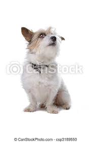 Take a look at our jack russell breed guide here if you are thinking of bringing one home. Long Hair Jack Russell Watching On Up Isolated On White Background Canstock
