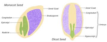 monocots and dicots theagricos