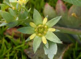 Sibbaldia procumbens Calflora