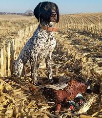 All my dogs have regular vet checks and all have a lovely nature, suitable for working dogs or pets. A Hunting Dog S First Year In The Field Field Stream