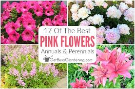 So, here we list out of some of the most beautiful pink roses ever. Best Pink Flowers Annuals Perennials For An Enchanting Pink Garden
