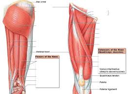 Der kranz ist selbst geklebt aus kunstrosen. Upper Leg Muscles And Tendons Sartorius Muscle Hip Upper Thigh And Knee Pain The Wellness Digest The Muscle Is Considered An Extrinsic Ankle Muscle Adol