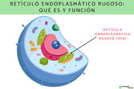 retículo endoplasmático rugoso qué es
