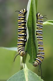 No That Is Not A Monarch Caterpillar