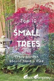 small trees for garden