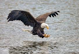 The behavior to mantle or mantling refers to when a raptor spreads its wings and haunches over its prey after capturing and while eating it, and is likely a way to prevent other raptors or animals from seeing and stealing their. Birds Of Prey You Ll Find In The South Southern Living