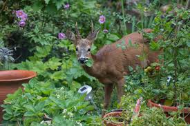 25 deer resistant plants your garden needs